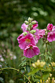 Alcea rosea, pink