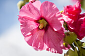 Alcea rosea, pink