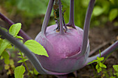 Brassica oleracea var. gongylodes, blau