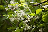 Clematis vitalba