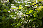 Clematis vitalba