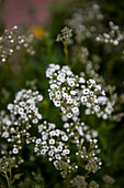 Gypsophila paniculata 'Festival White'