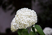 Hydrangea arborescens