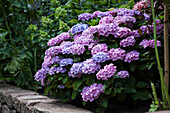 Hydrangea macrophylla, blau