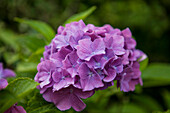 Hydrangea macrophylla, blau