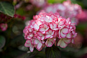 Hydrangea macrophylla