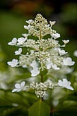 Hydrangea paniculata 'Butterfly'®