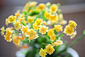 Kalanchoe blossfeldiana