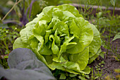 Lactuca sativa var. capitata