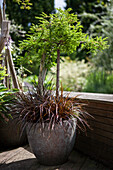 Larix 'Green Dwarf'