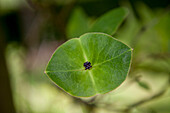 Lonicera x tellmanniana