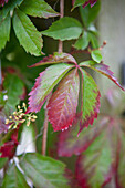 Parthenocissus quinquefolia