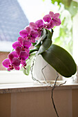 Phalaenopsis, violet