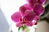 Phalaenopsis, violet