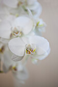 Phalaenopsis, white