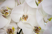 Phalaenopsis, white