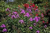 Phlox paniculata 'Starfire'