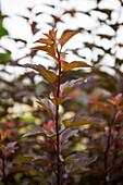 Physocarpus opulifolius 'Amber Jubilee'®