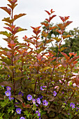 Physocarpus opulifolius 'Lady in Red'®