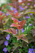 Physocarpus opulifolius 'Lady in Red'®