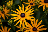 Rudbeckia hirta