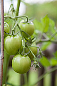 Solanum lycopersicum