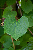 Vitis amurensis