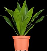 Dracaena fragrans