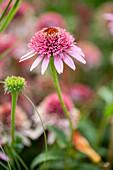 Echinacea purpurea