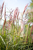 Miscanthus sinensis 'China'