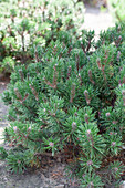 Pinus mugo 'Humpy'