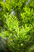 Taxodium distichum 'Peve Minaret'