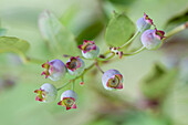 Vaccinium corymbosum