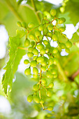 Vitis vinifera 'Gelber Muskateller'(s)