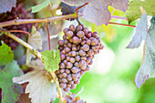 Vitis vinifera 'Purpurascens'
