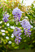 Wisteria sinensis