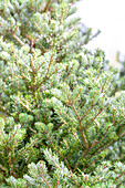 Abies koreana 'Molli'