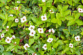 Cornus canadensis