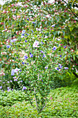 Hibiscus syriacus 'Oiseau Bleu'