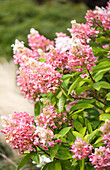 Hydrangea paniculata 'Pinky Winky'®