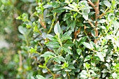 Ilex maximowicziana var. kanehirae 'Impala'®