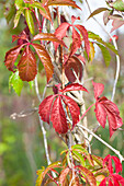 Parthenocissus quinquefolia 'Engelmannii'