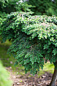 Tsuga canadensis 'Gracilis'