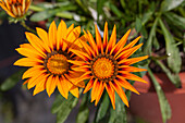 Gazania rigens