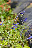 Salvia guaranitica 'Black And Blue'