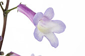 Streptocarpus