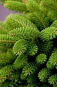 Abies koreana Molli