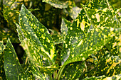 Aucuba japonica 'Golden King'