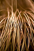 Carex flagellifera 'Bronzita'