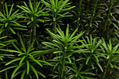 Cephalotaxus harringtonia 'Fastigiata'